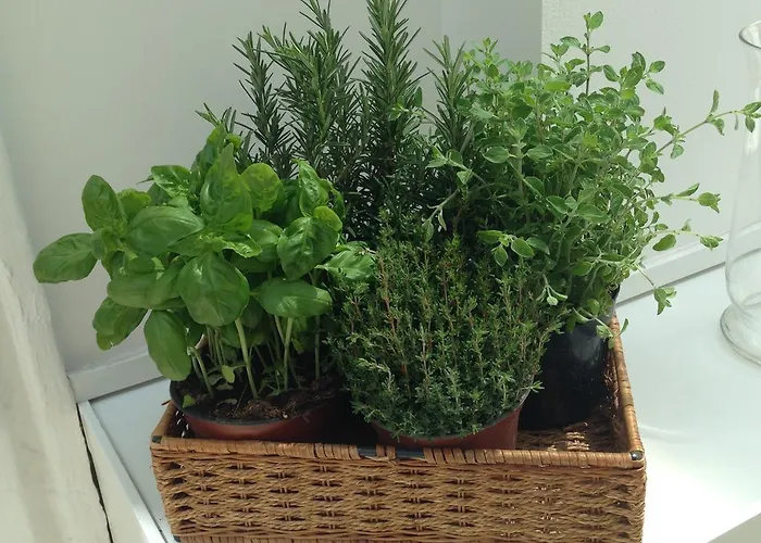 Select Garden Roma